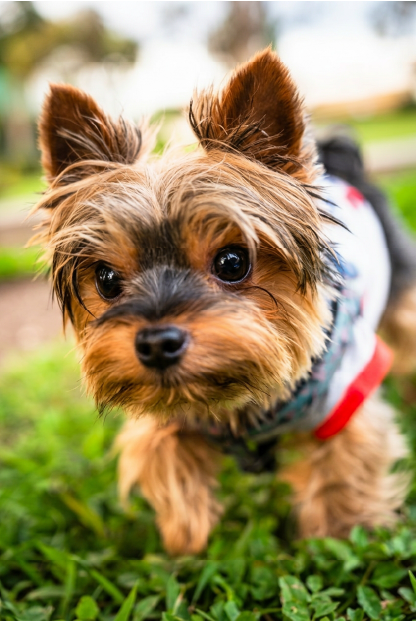 Dog looking at the camera